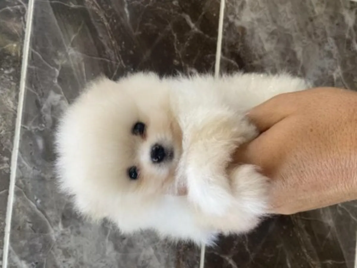 在家庭环境中长大的白色博美幼犬