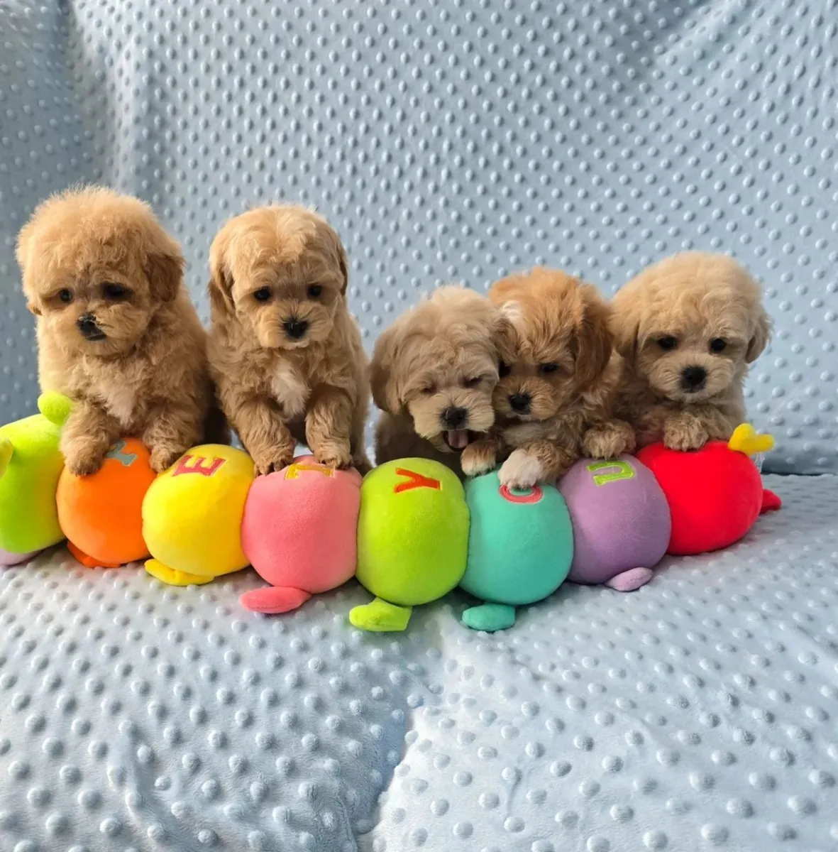 Cachorros Maltipoo