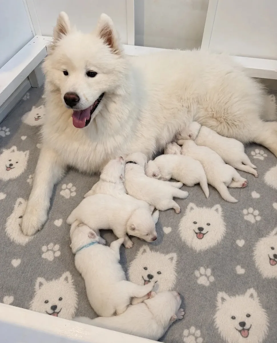 Chiots samoyèdes à donner