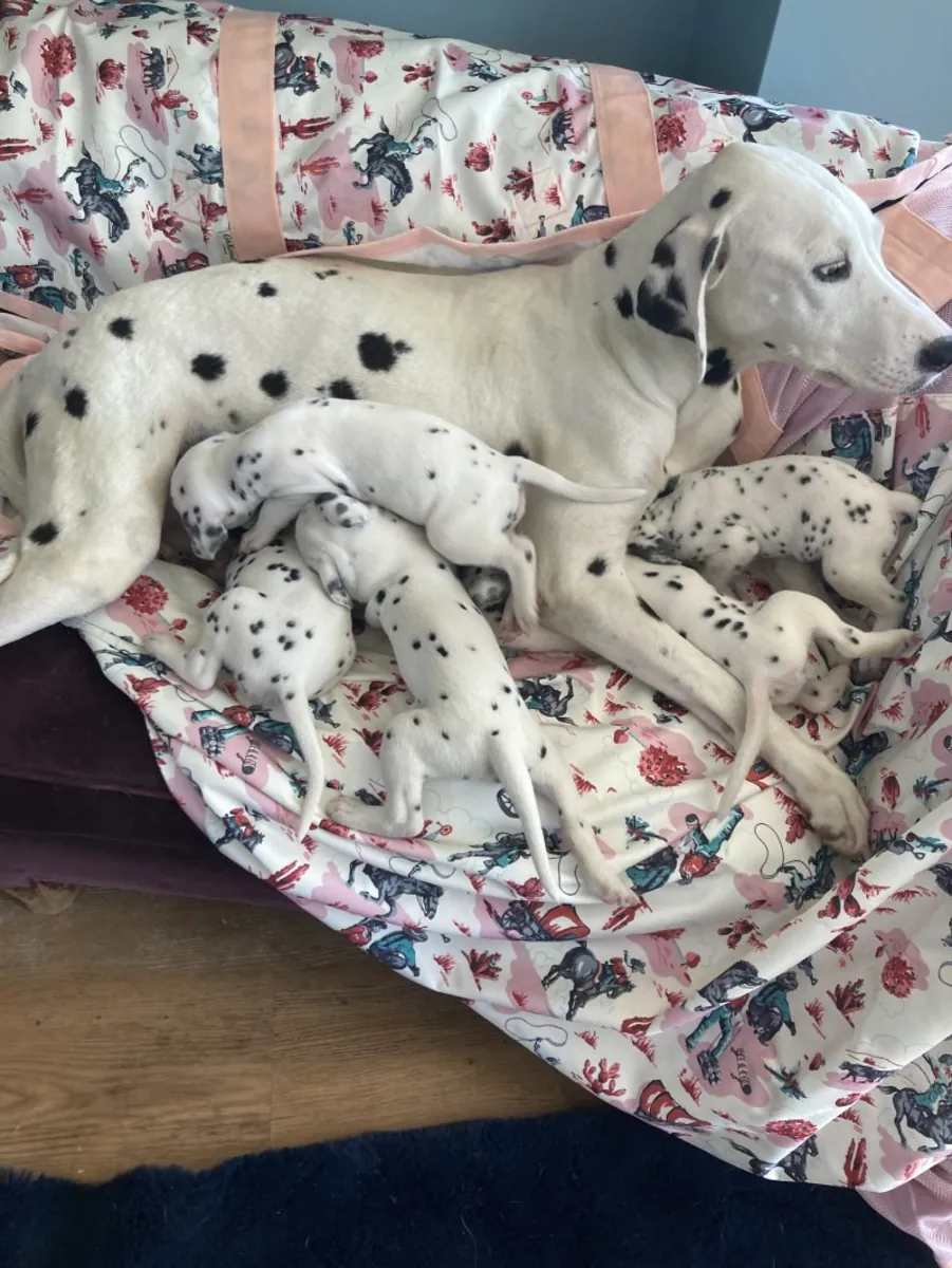 Cachorros Dálmatas