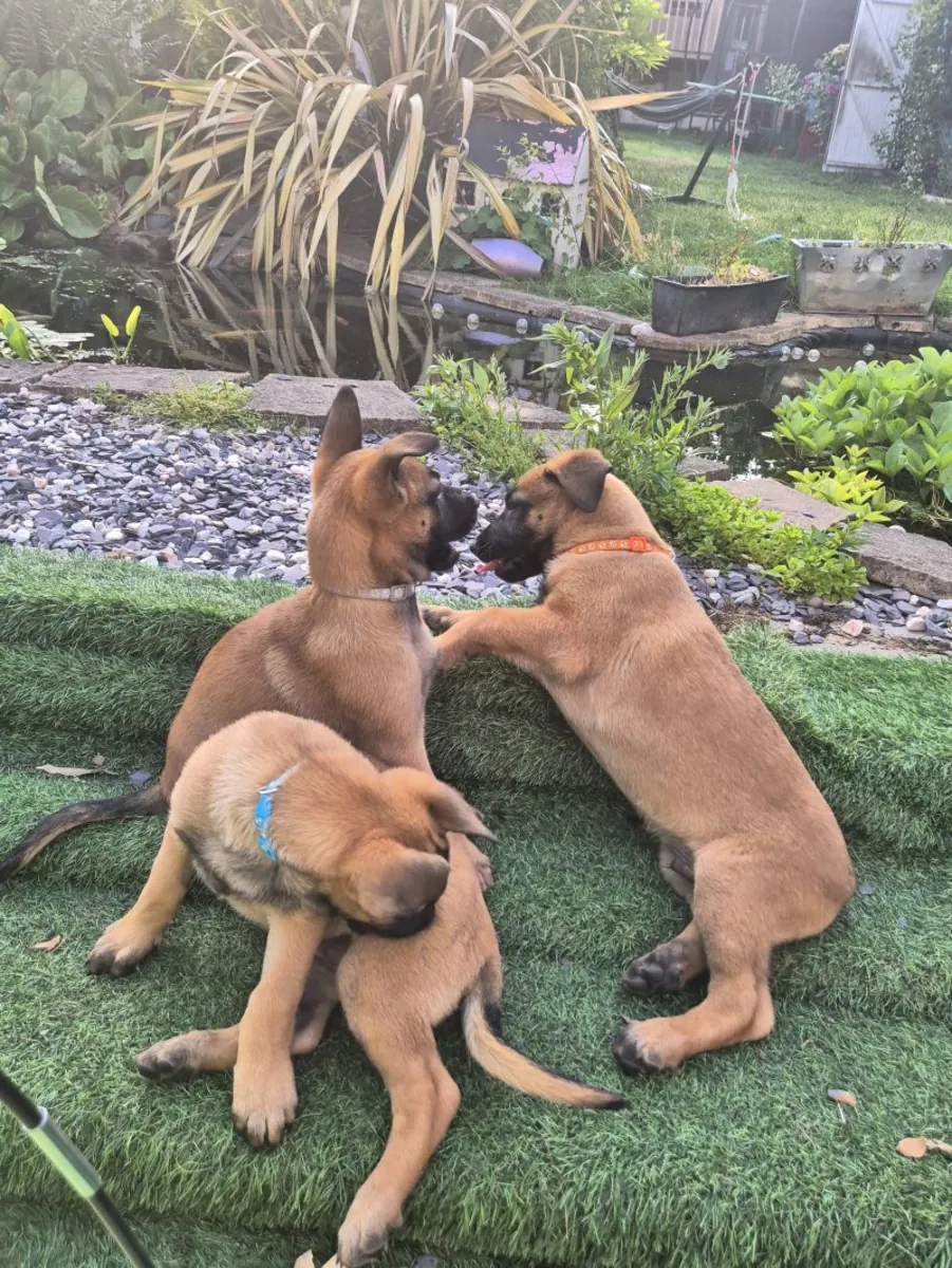 Cachorros de Pastor Belga