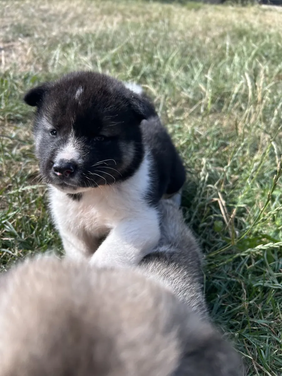 Chiots Akita