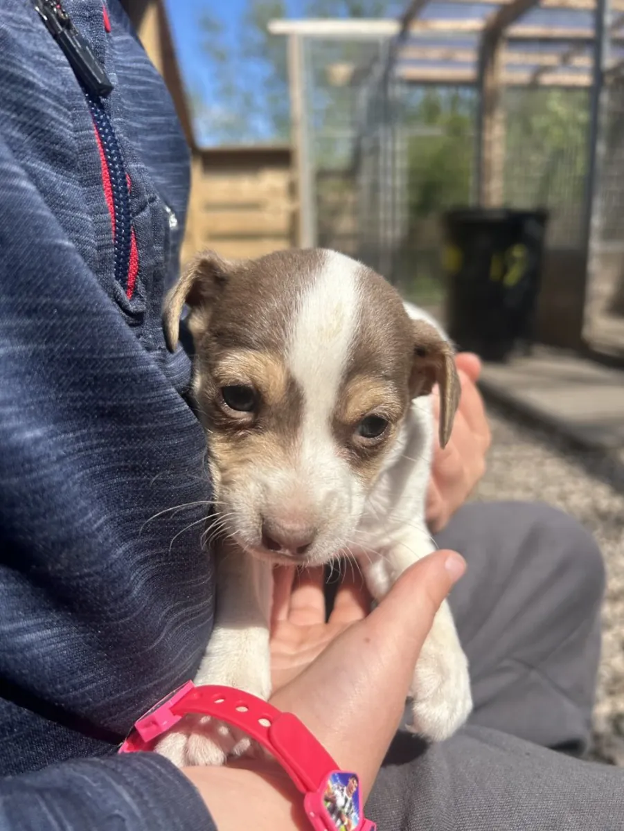 Cachorros Jack Russell Terrier