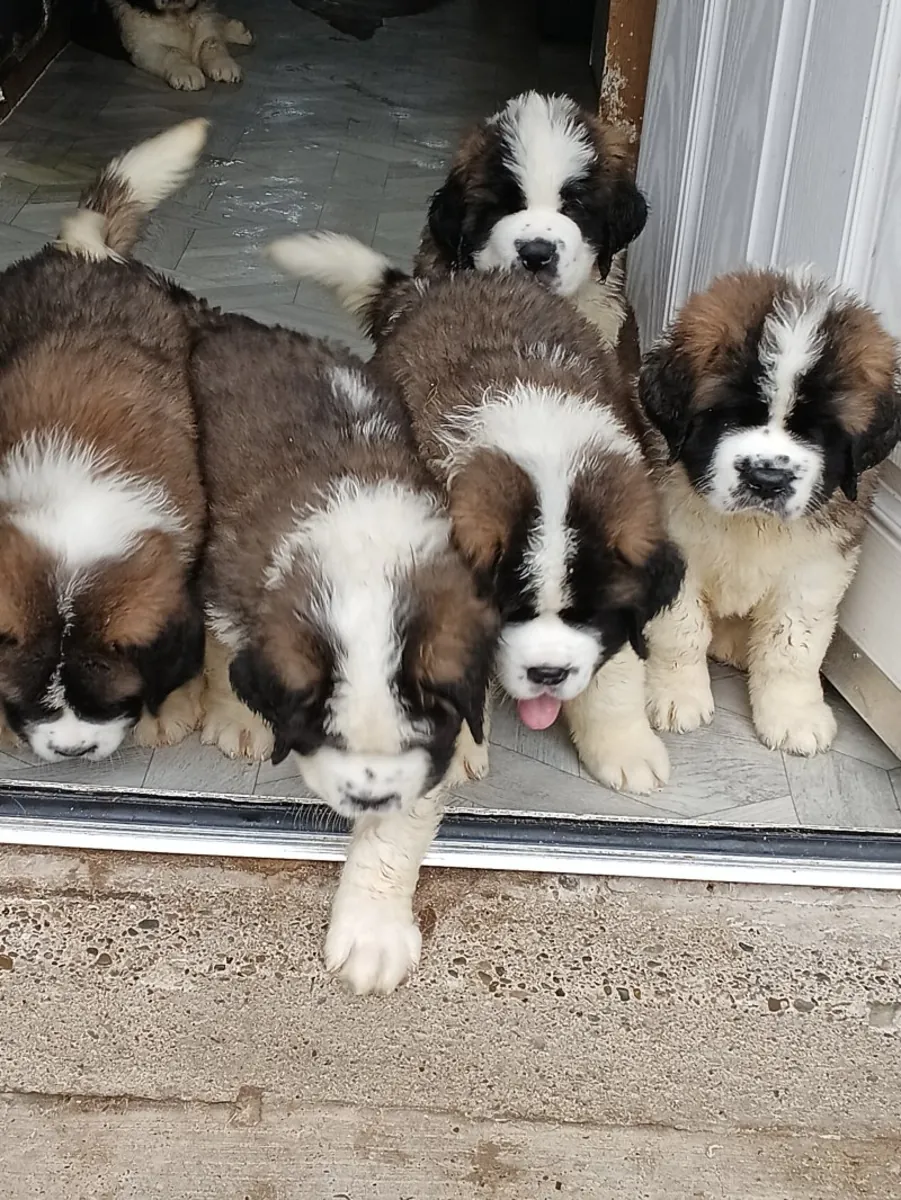 Chiots Saint Bernard