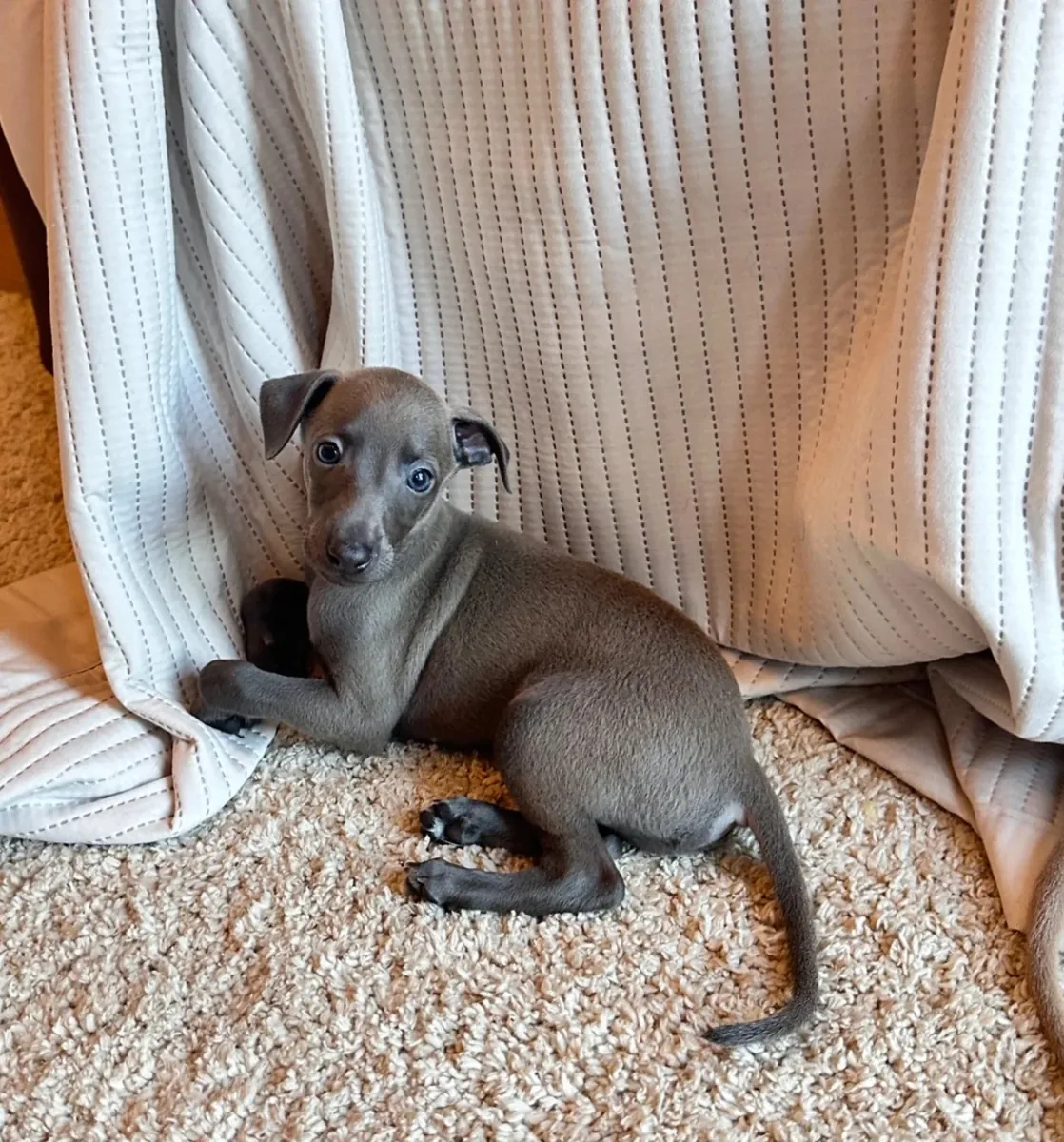 Chiots Lévriers Italiens