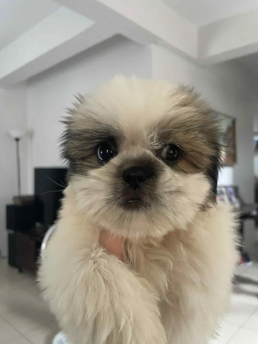 Chiots Shih Tzu