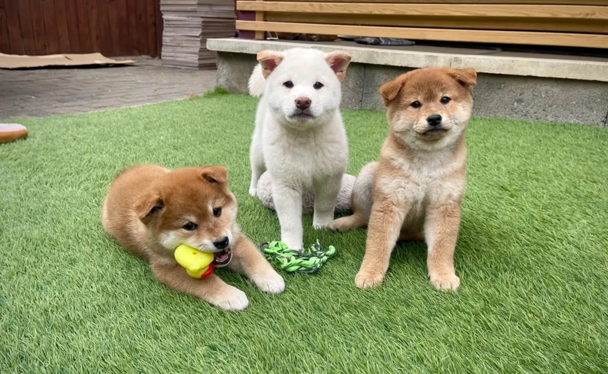 Cachorros Shiba Inu
