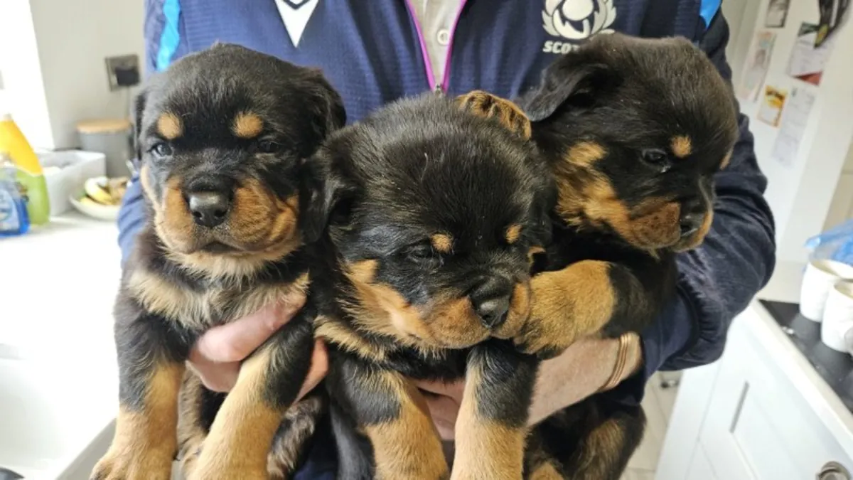 Chiots Rottweiler