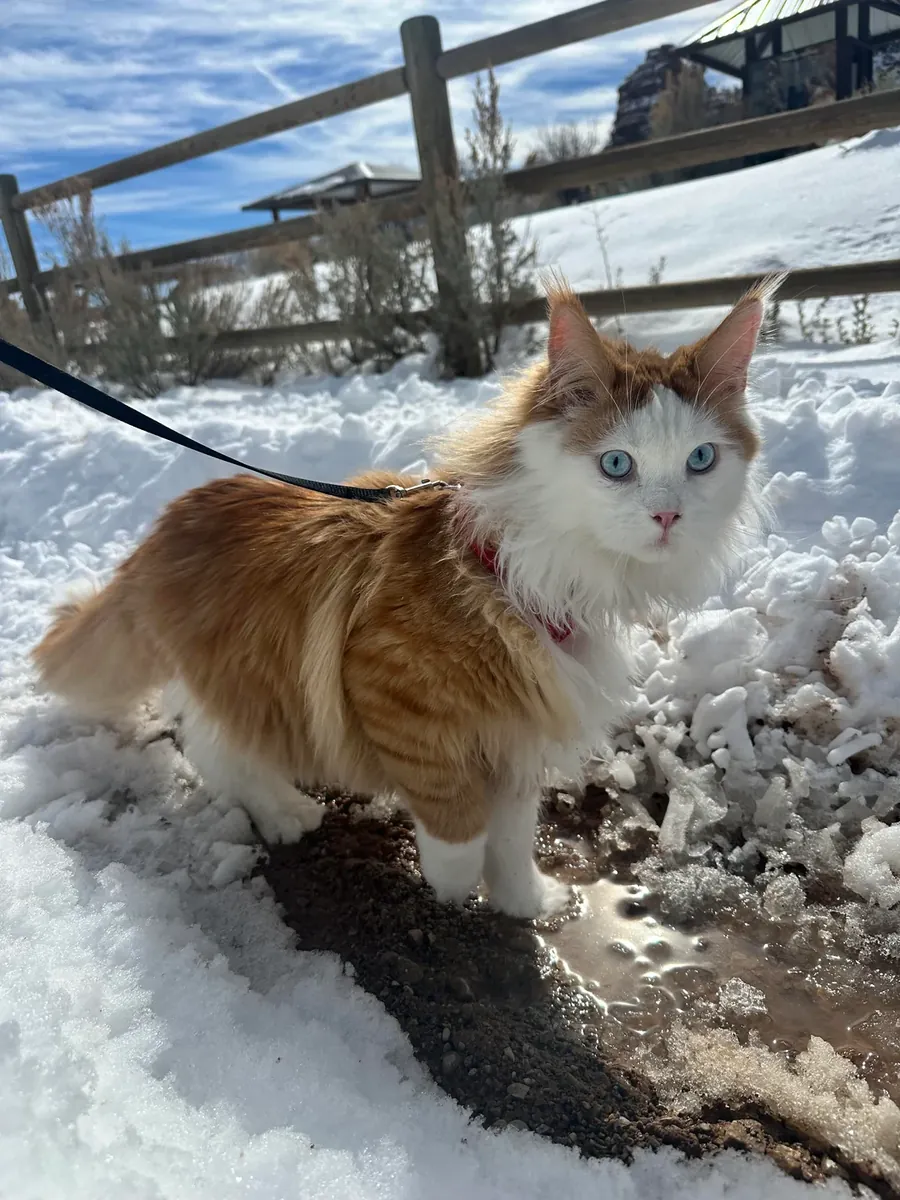 Gato Maine Coon muy tranquilo busca nuevo hogar