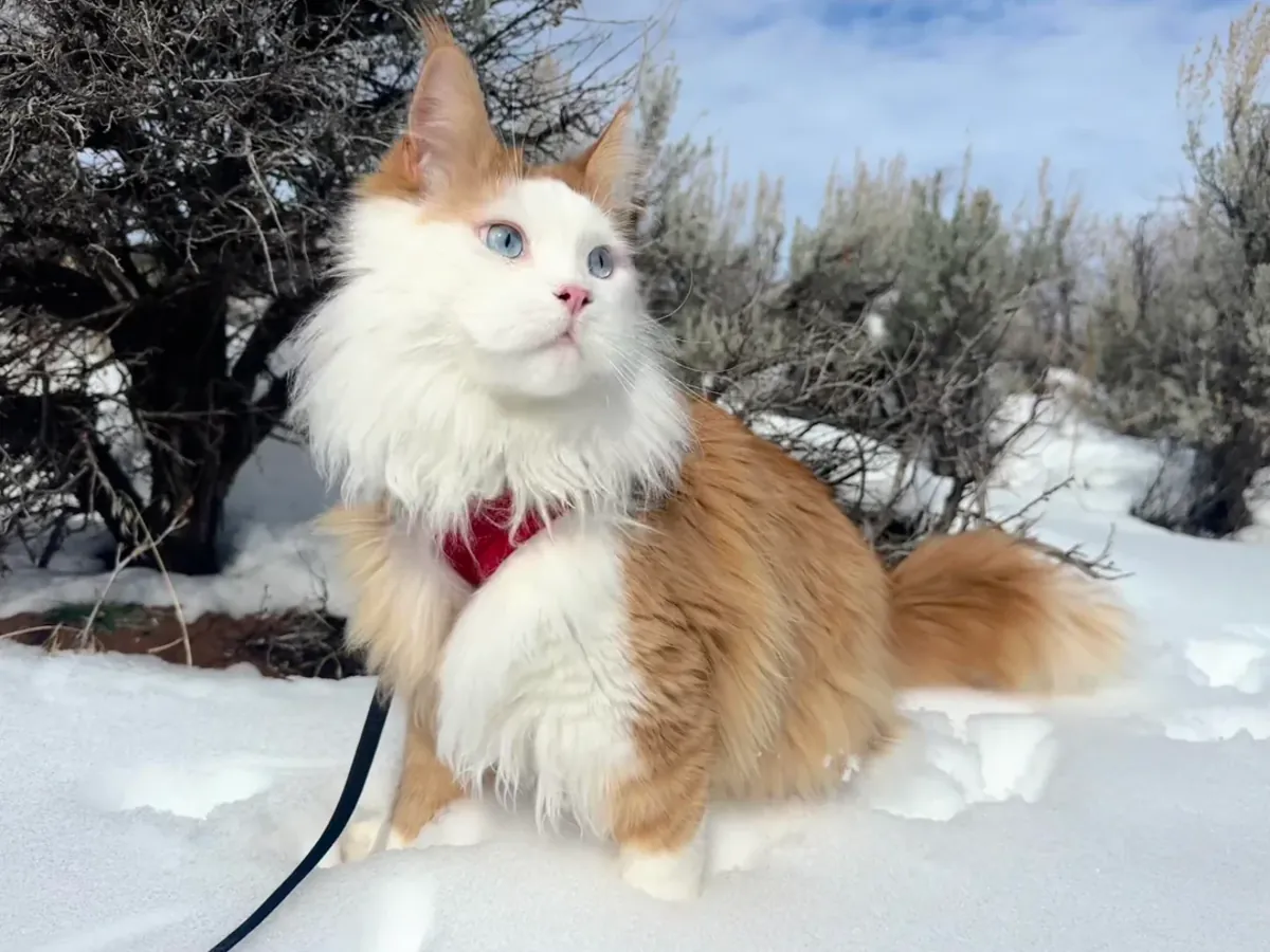 Gato Maine Coon muy tranquilo busca nuevo hogar