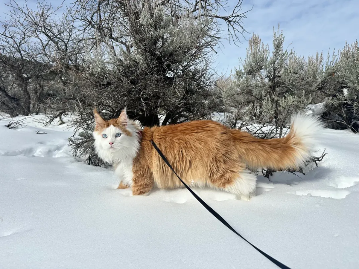 Gato Maine Coon muy tranquilo busca nuevo hogar