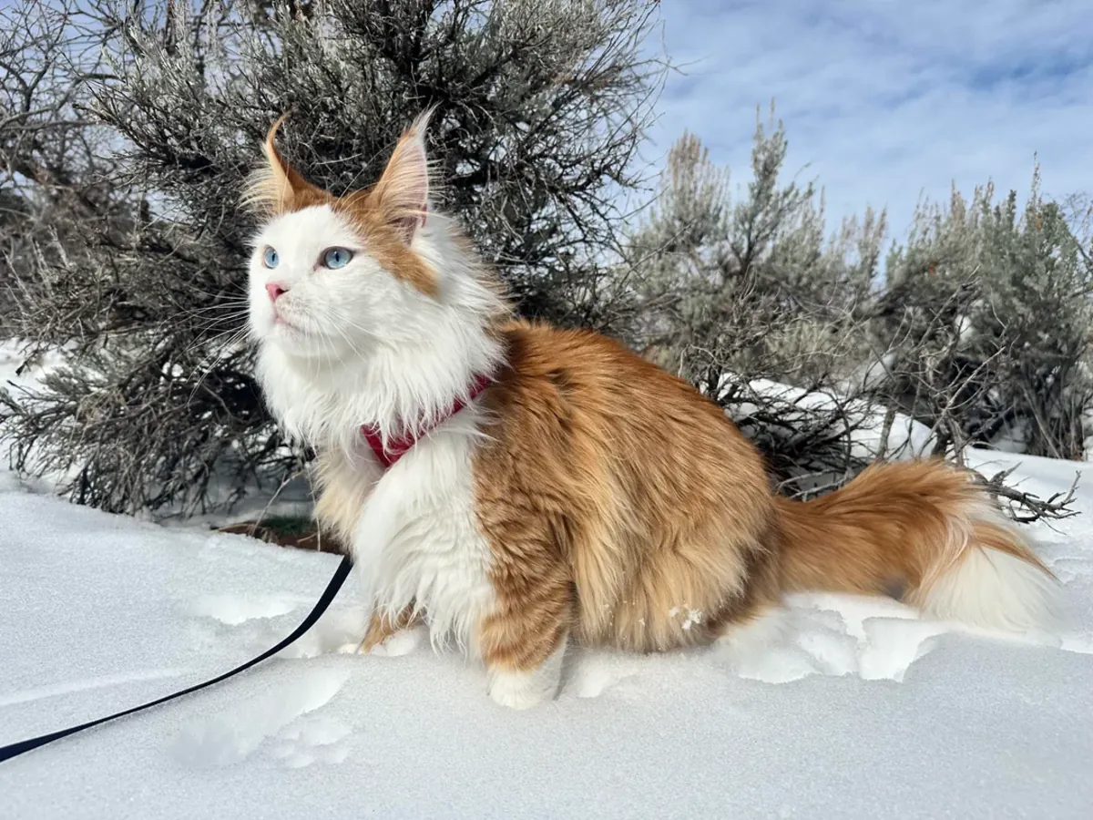 Gato Maine Coon muy tranquilo busca nuevo hogar