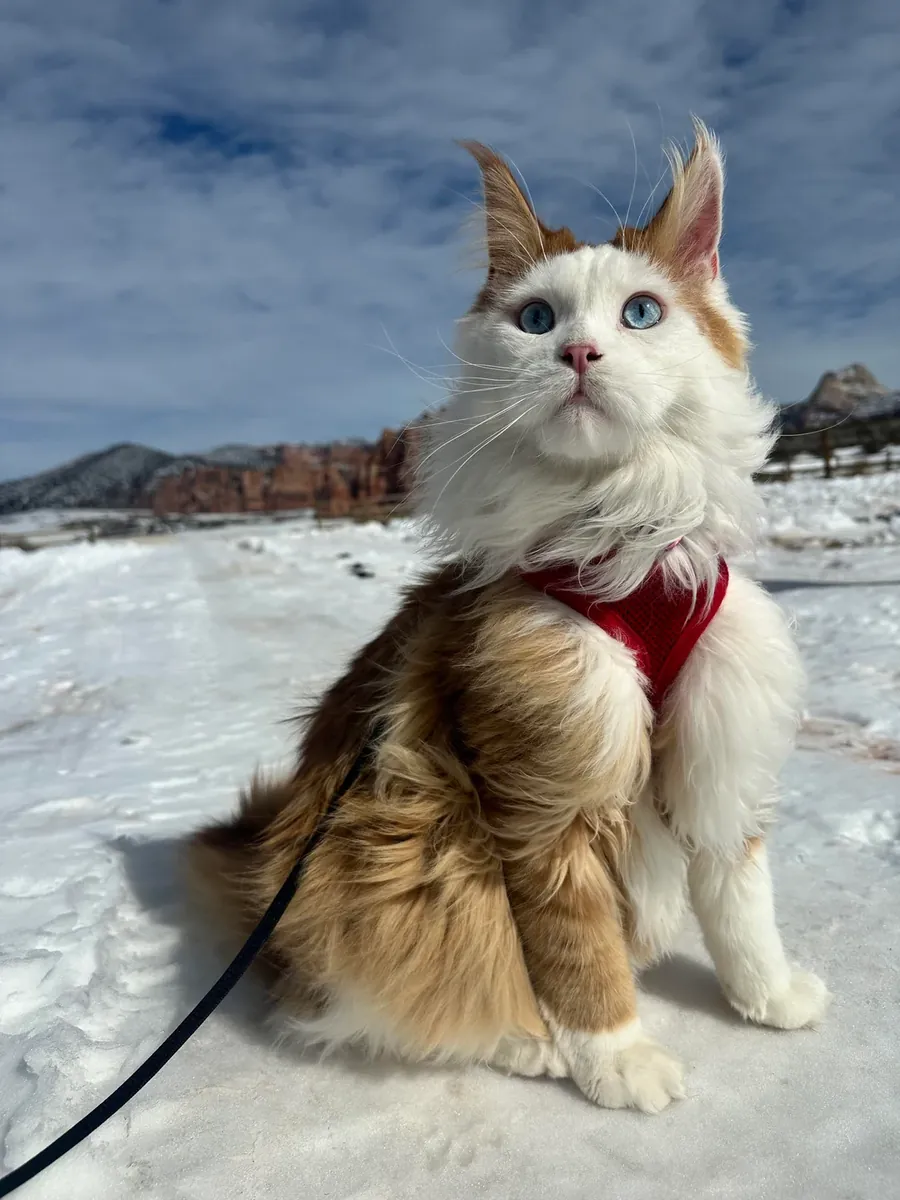 Gato Maine Coon muy tranquilo busca nuevo hogar
