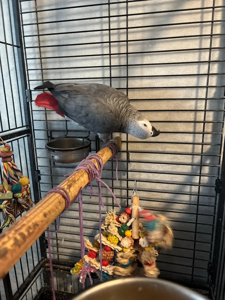 Loro gris africano muy inteligente para adopción