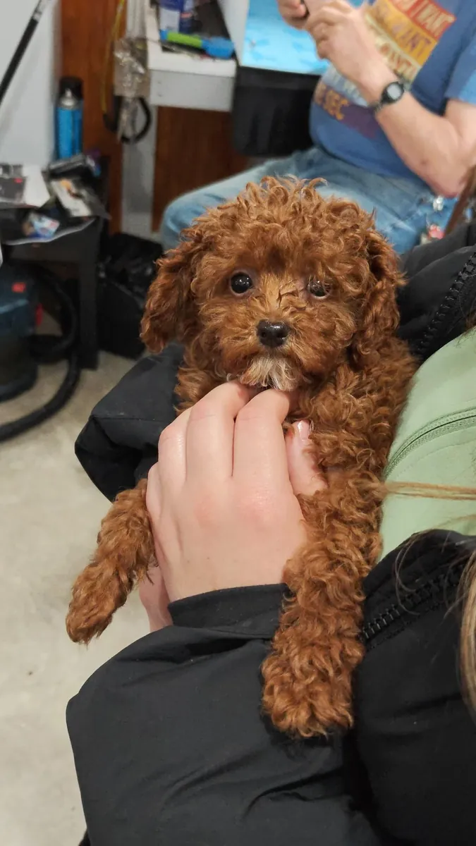 Caniche marrón muy cercano a las personas busca familia