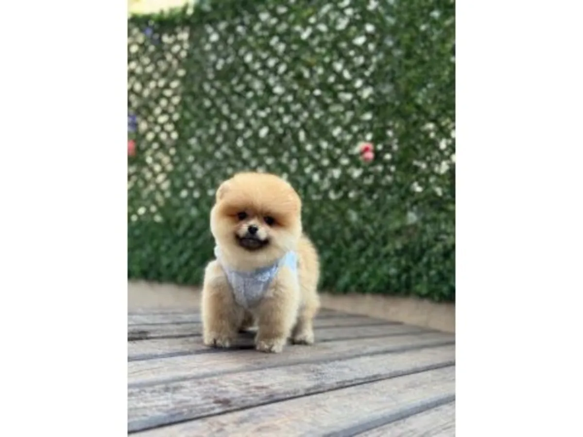 Cachorro Pomeranian naranja criado dentro del hogar