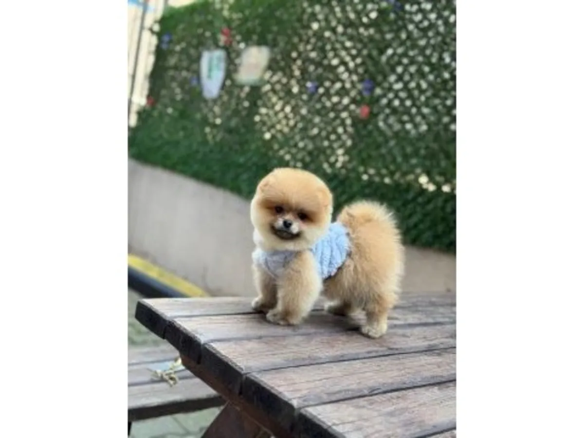 Cachorro Pomeranian naranja criado dentro del hogar