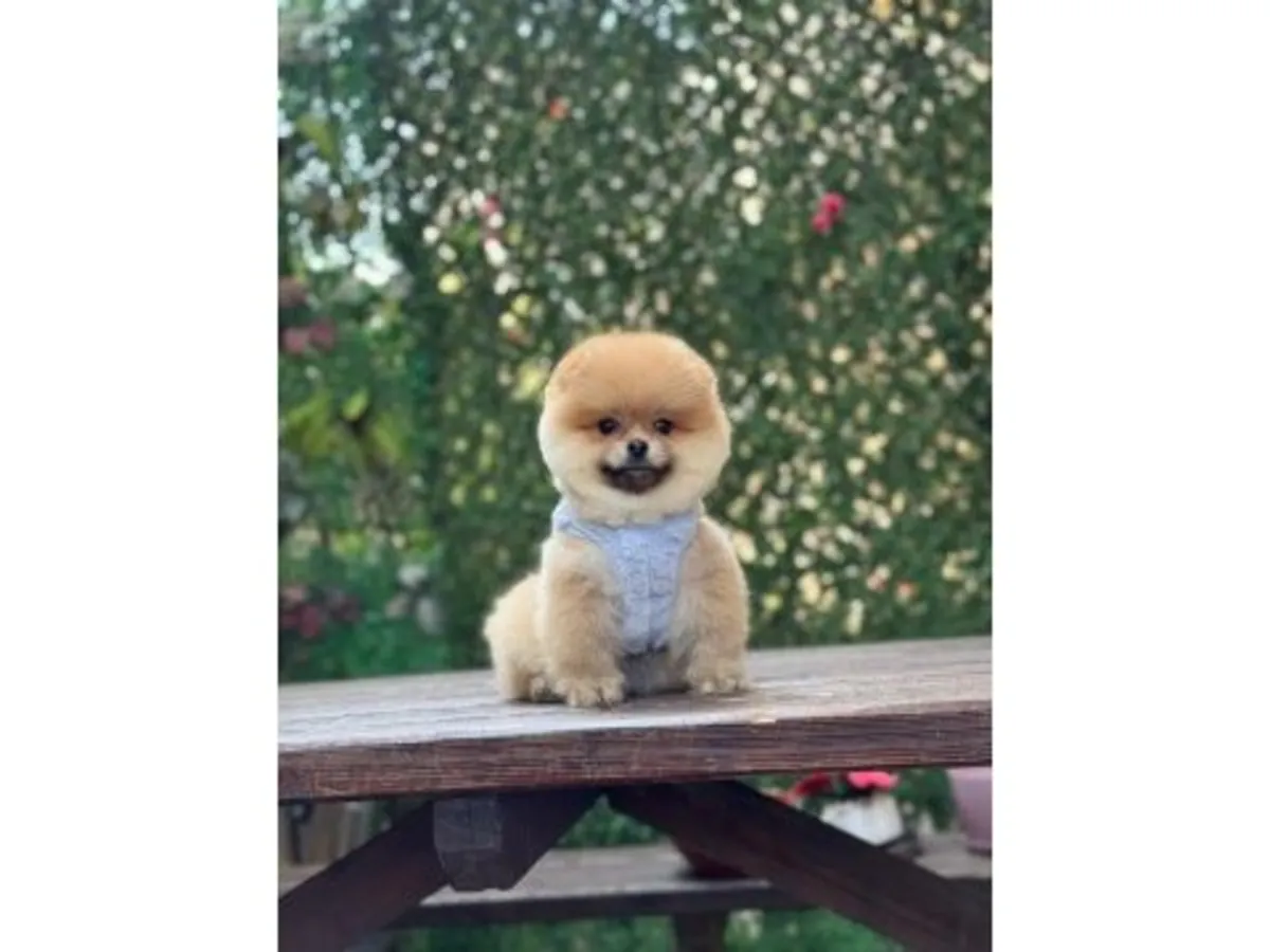 Cachorro Pomeranian naranja criado dentro del hogar