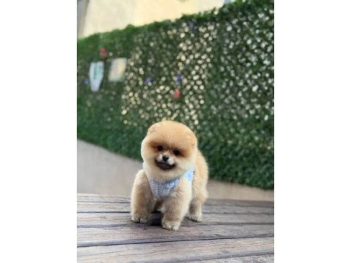 Cachorro Pomeranian naranja criado dentro del hogar