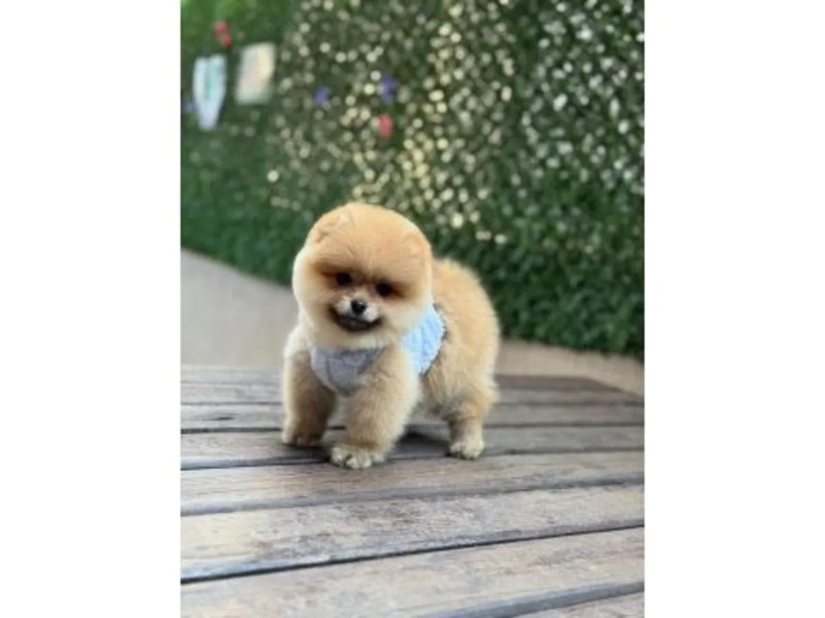 Cachorro Pomeranian naranja criado dentro del hogar