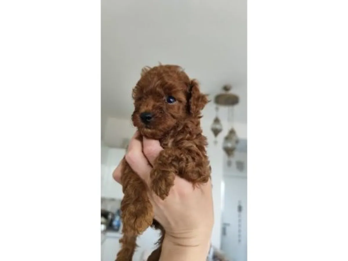 Caniche marrón criado en casa y muy equilibrado