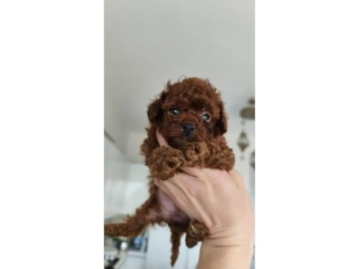 Caniche marrón criado en casa y muy equilibrado