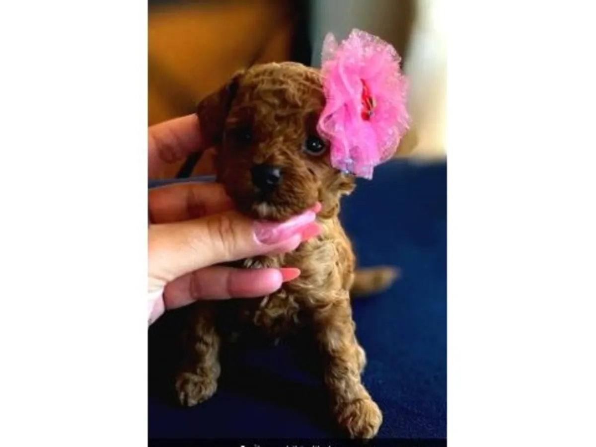 Caniche marrón criado en casa y muy equilibrado