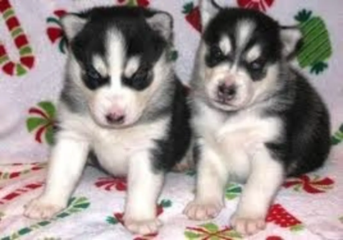 F9 Husky yavruları bir yuva arıyor.