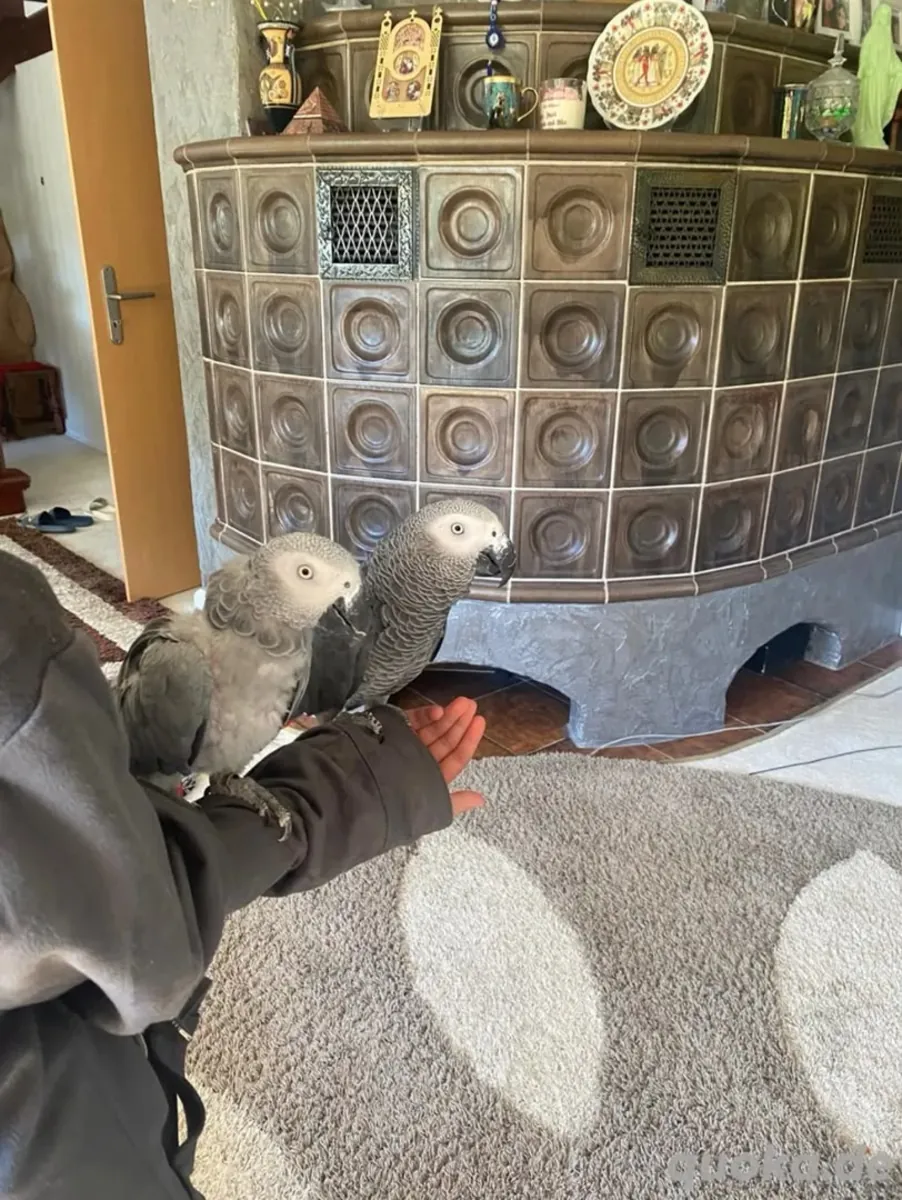 Male and female Talking African Grey Parrots
