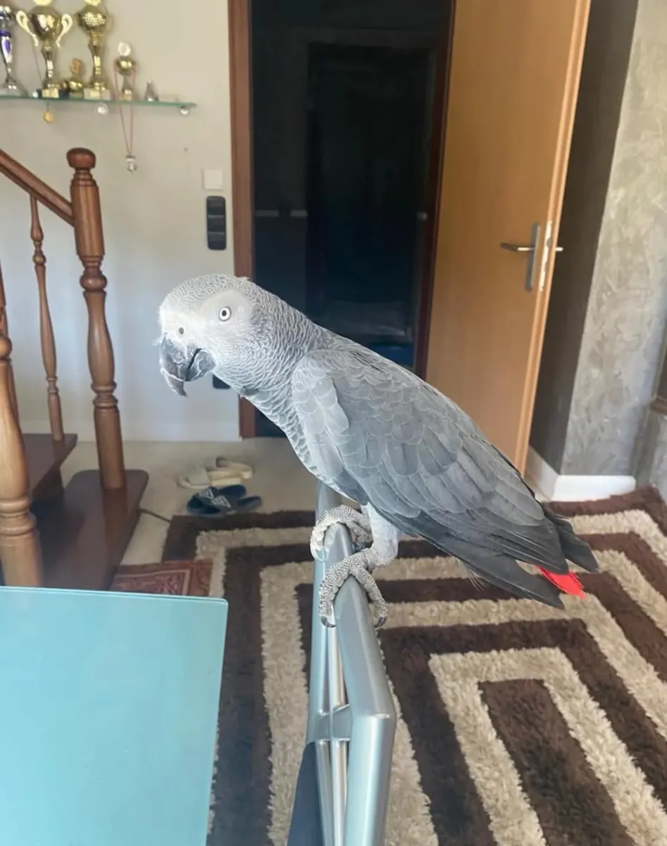 Male and female Talking African Grey Parrots