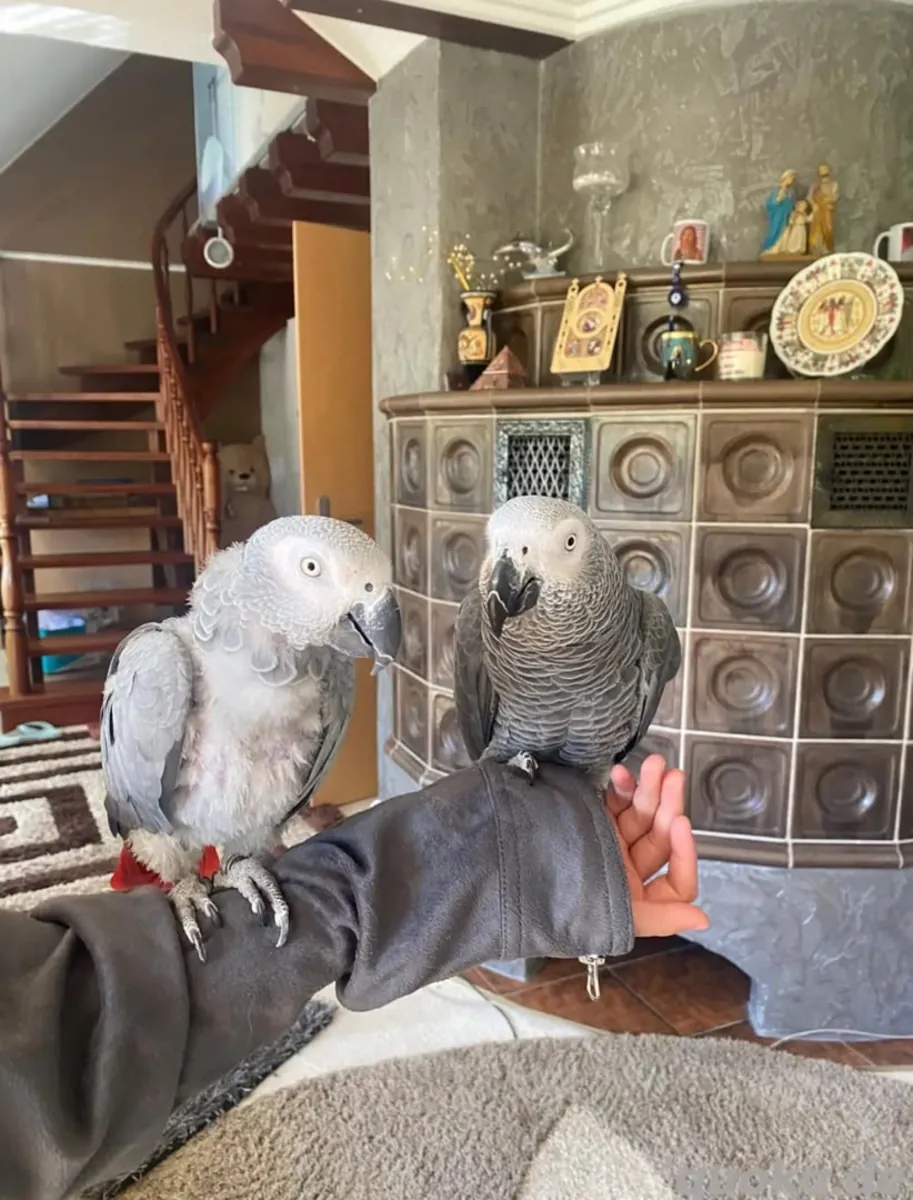 Playful Talking African Grey Parrots for sale