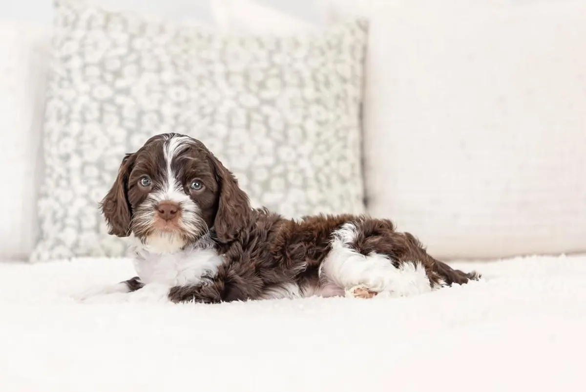 Cute Cavapoo puppies up for adoption 