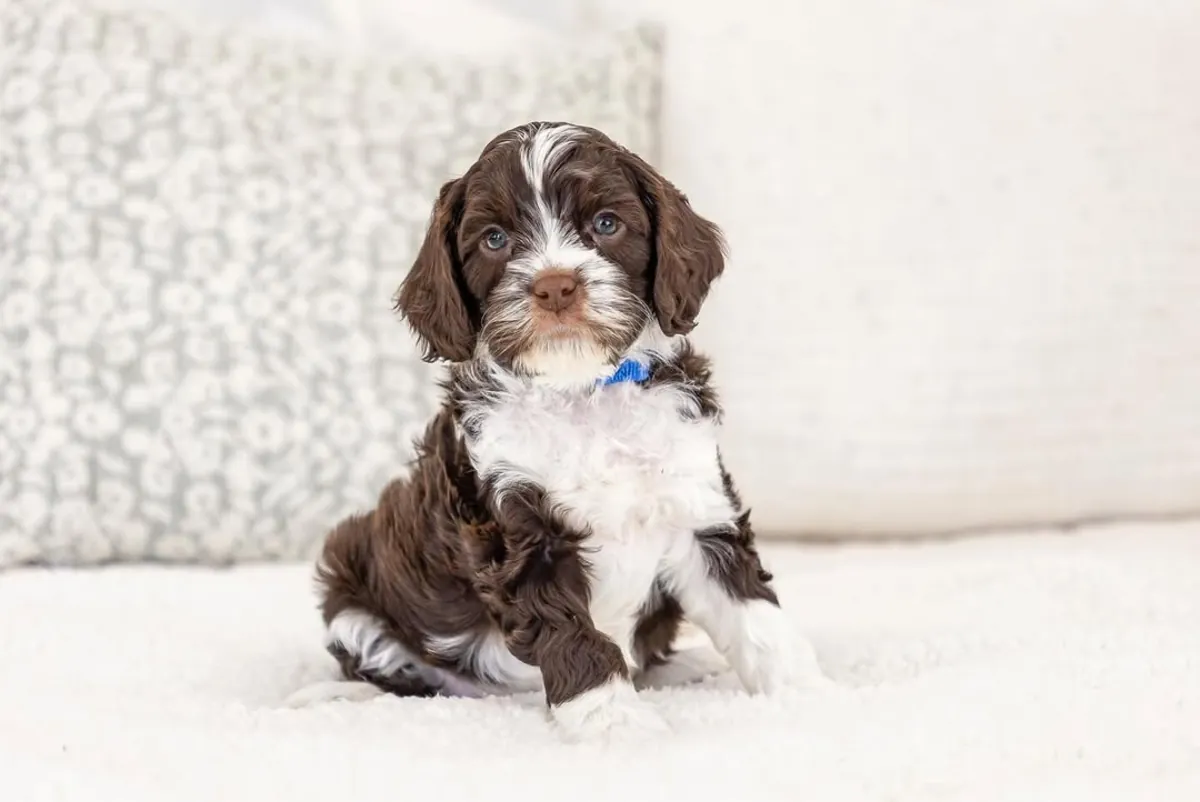 Cute Cavapoo puppies up for adoption 