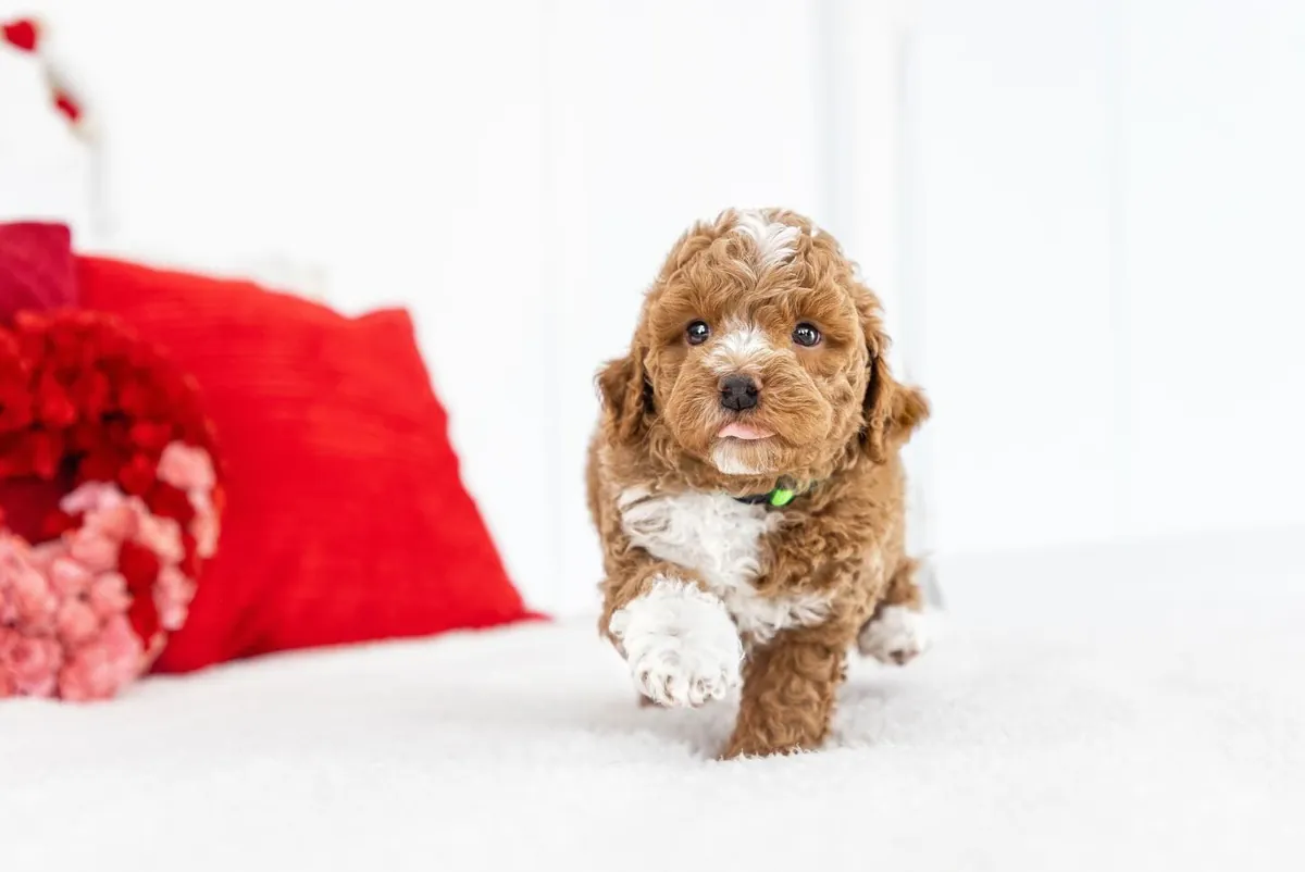 Cute Cavapoo puppy  Romeo up for adoption