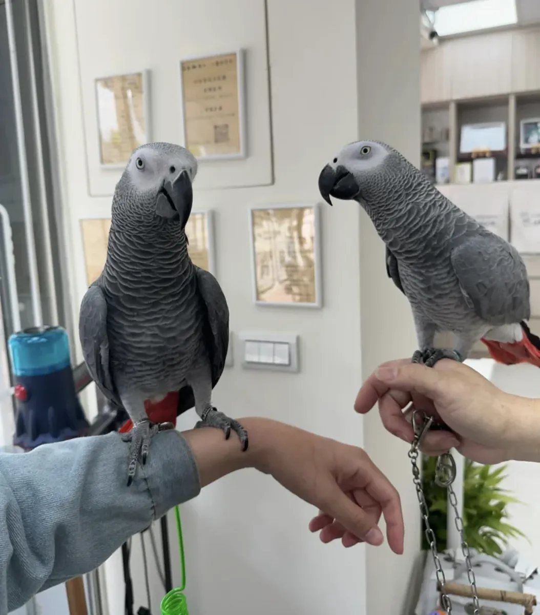 Encantadores loros yacos (gris africano) en adopción; WhatsApp: +34 631 85 70 93.