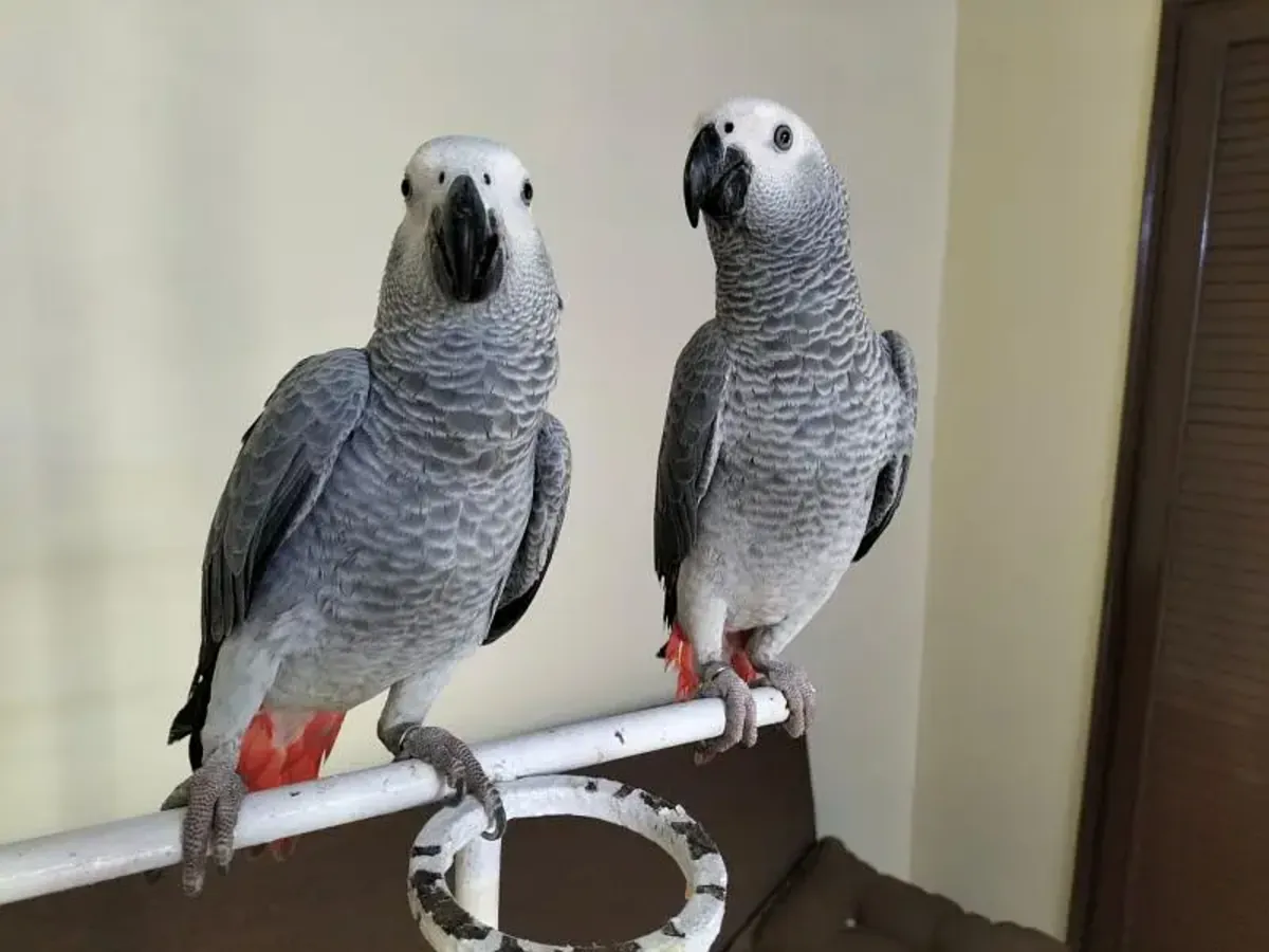Charmants perroquets yacos (perroquets gris africains) à adopter ; WhatsApp : +34 631 85 70 93.
