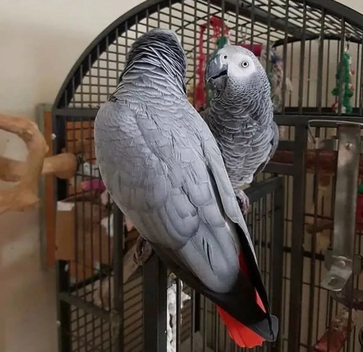 Charmants perroquets yacos (perroquets gris africains) à adopter ; WhatsApp : +34 631 85 70 93.
