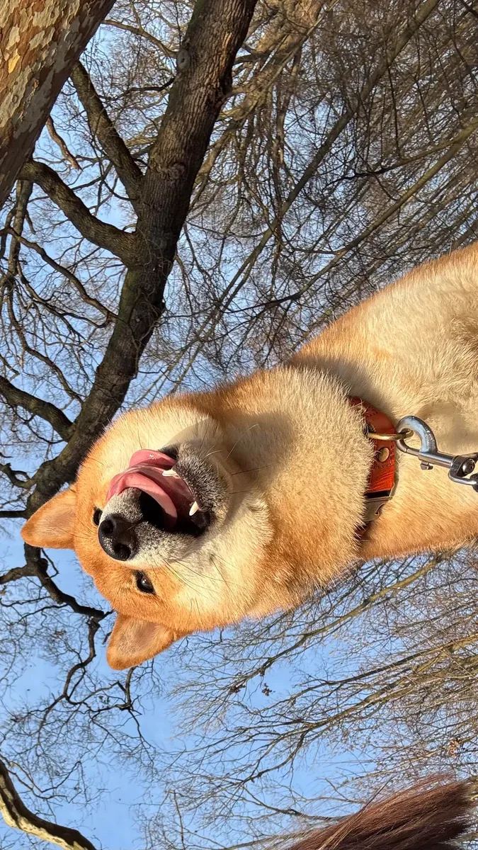 Девочка шиба-ину ищет спокойную семью