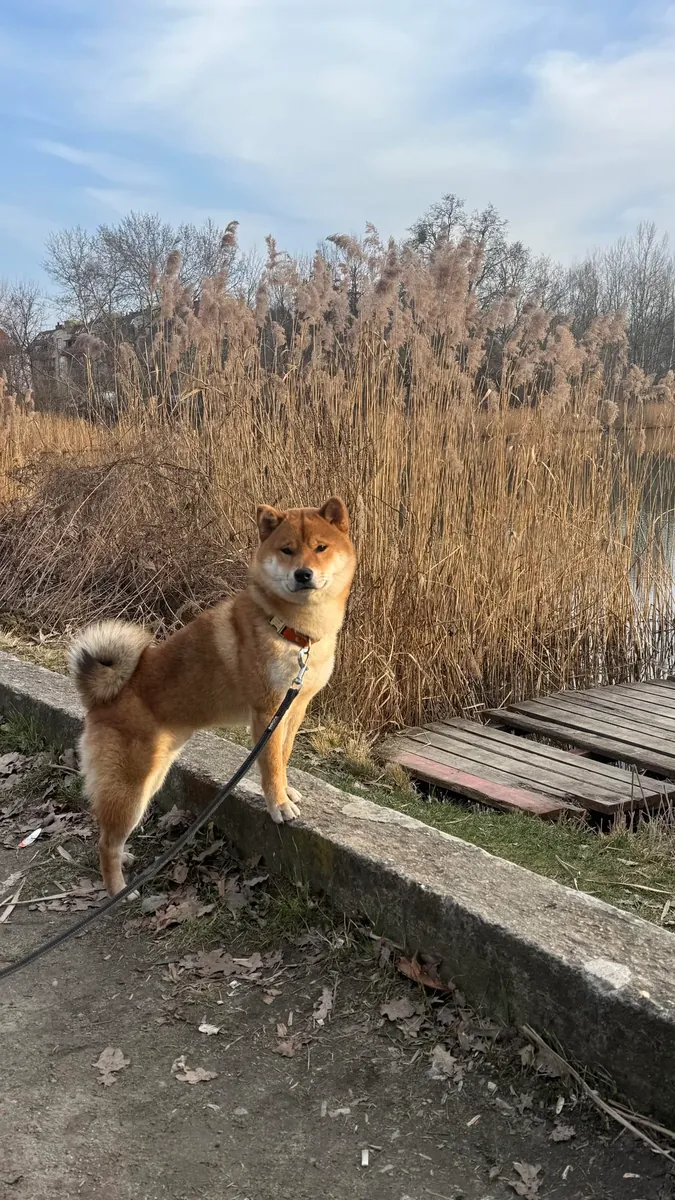 Девочка шиба-ину ищет спокойную семью