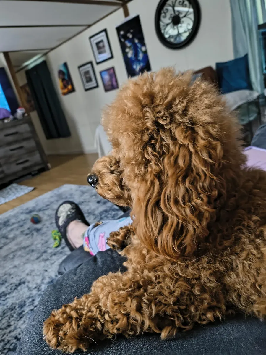 Коричневый пудель выращенный в домашней обстановке