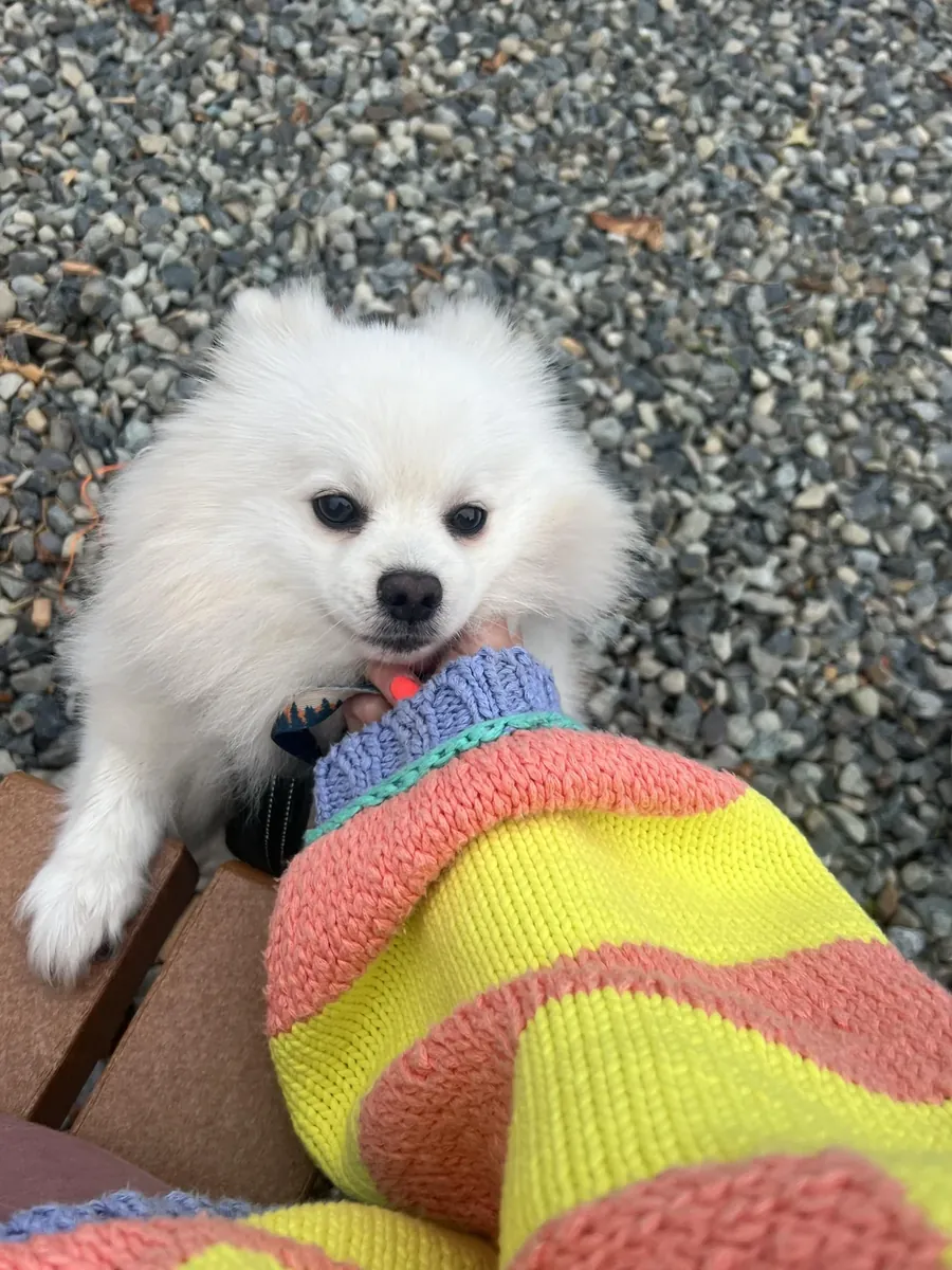 Белый померанский шпиц очень привязан к людям