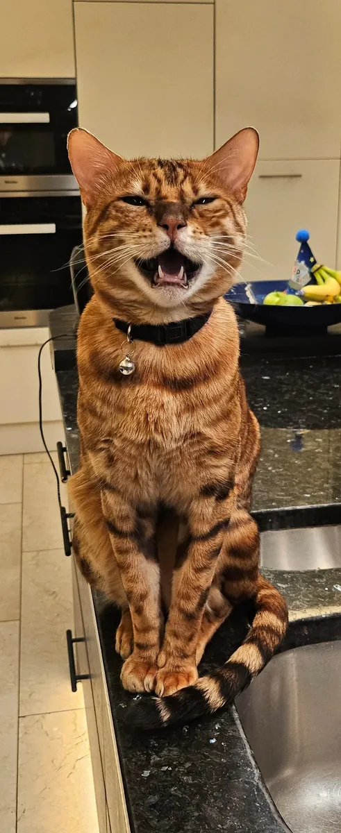 一只好奇心很强的孟加拉猫正在寻找新家。