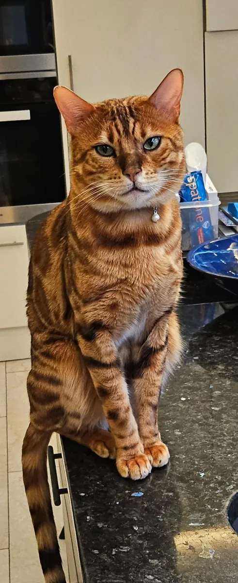 一只好奇心很强的孟加拉猫正在寻找新家。