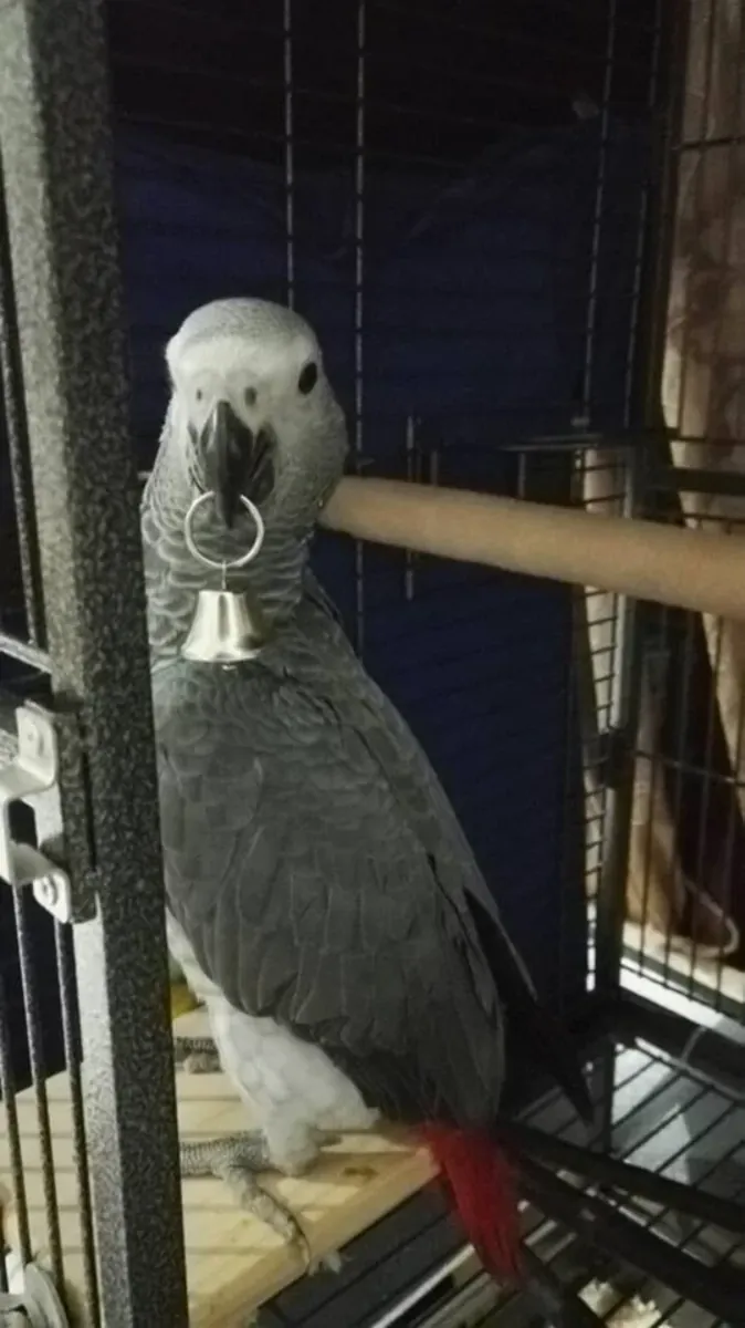 Попугай жако который внимательно слушает людей