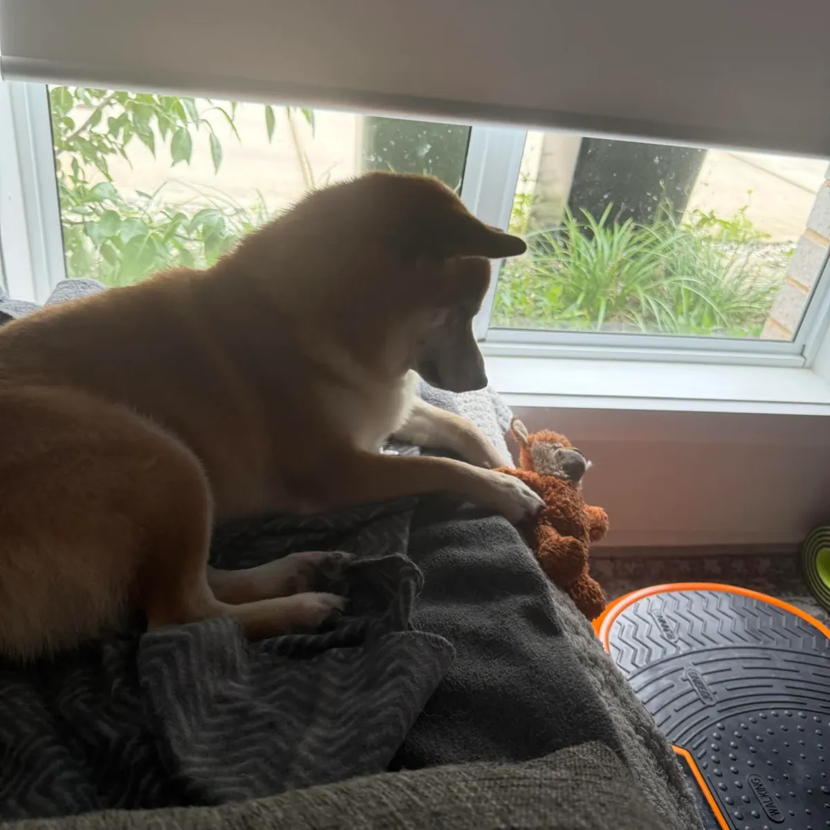 Спокойная акита-ину девочка ищет опытного владельца