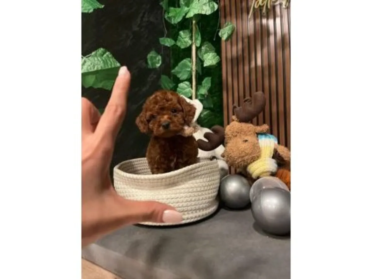 Коричневый пудель с очень мягким характером