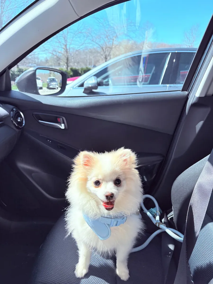 Белый померанский шпиц очень дружелюбный