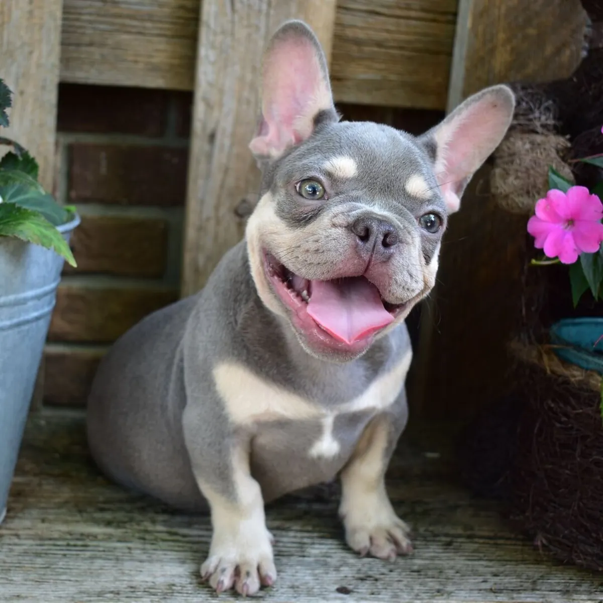 Adorable Chiot Bulldog Français Bleu et Feu Cherche un Foyer!