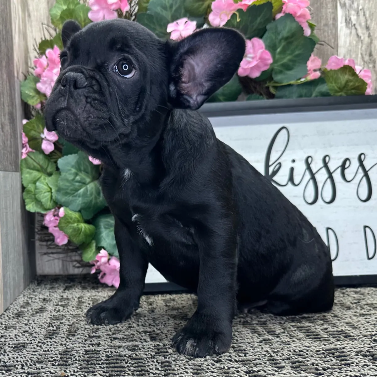 Superbe chiot Bulldog Français noir ébène!