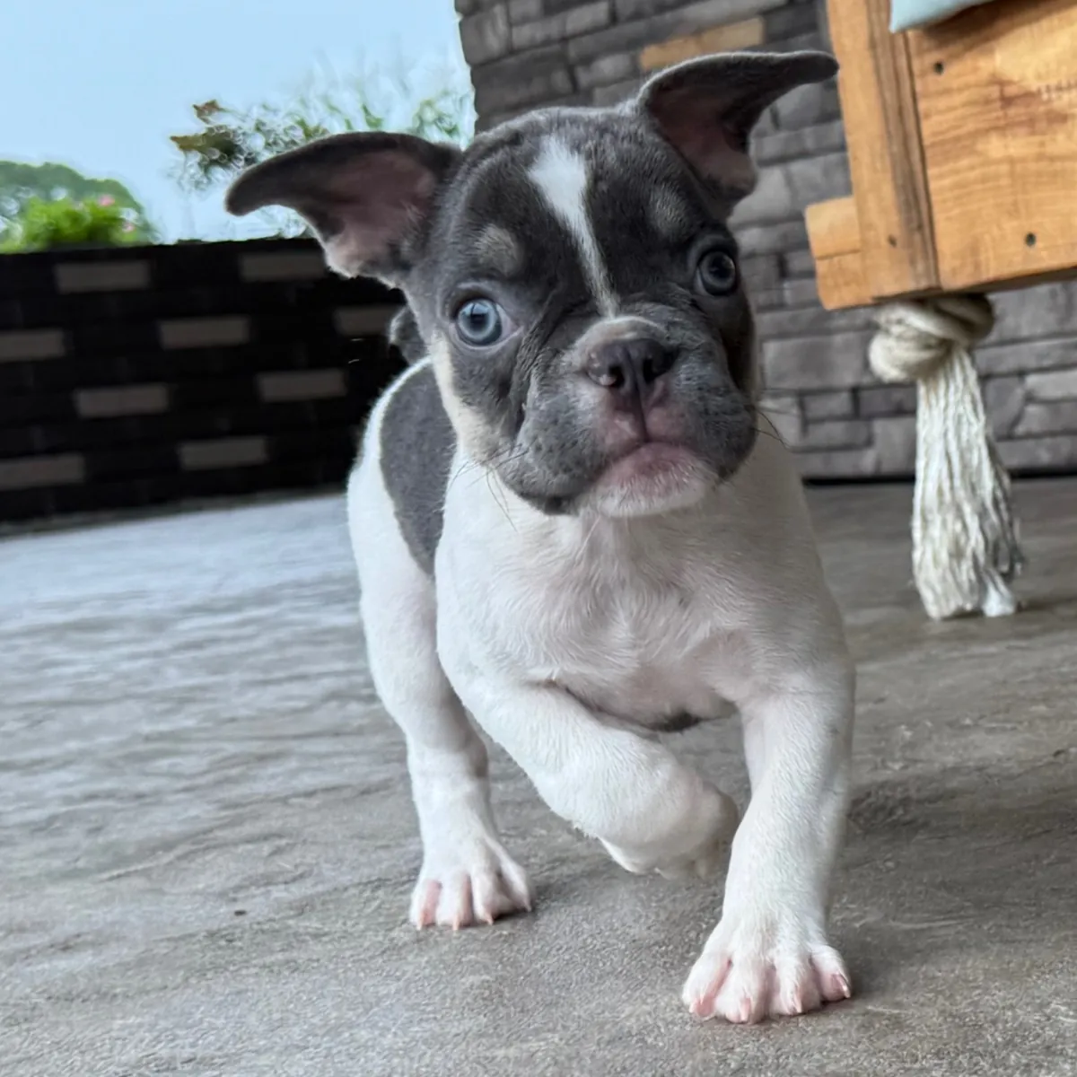 Exclusif chiot Bulldog Français Pío gris et blanc !